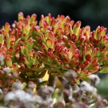 Crassula Ovata Hobbit