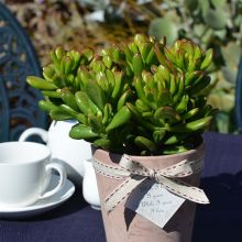 Crassula Ovata Hobbit