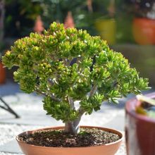 Crassula Ovata Hobbit Bowl