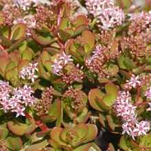 Crassula Ovata Pink