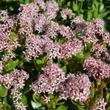 Crassula Ovata Pink Full Flower