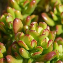Crassula Ovata Hobbit Foliage colour in summer/autumn