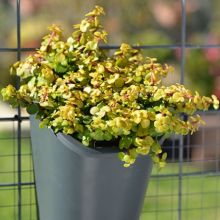 Portulacaria Afra Aurea wall gardens