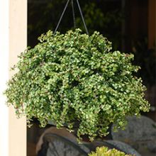 Portulacaria Afra Cascade