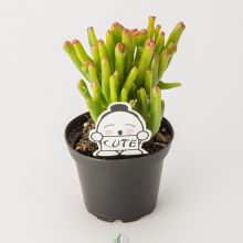 Little Jade Tree