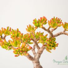 Little Jade Tree