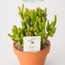 Little Jade Tree