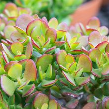 Crassula Ovata Sienna