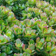 Crassula Ovata Sienna