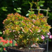 Crassula Ovata Pixie