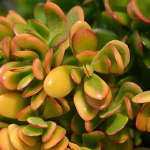 Crassula Ovata Hummel's Sunset