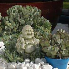 Crassula Arborescens