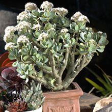 Crassula Arborescens