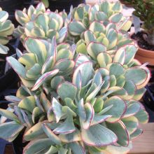 Crassula Arborescens Blue Bird Variegata