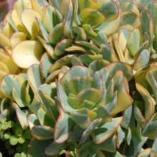 Crassula Arborescens Blue Bird Variegata