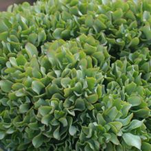 Crassula Arborescens Undulatifolia