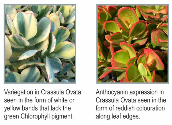 Leaf Colour Change