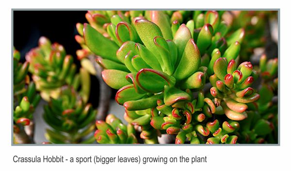 Jade Sport plant