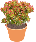 jade plant